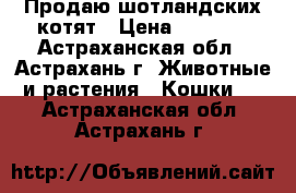 Продаю шотландских котят › Цена ­ 2 500 - Астраханская обл., Астрахань г. Животные и растения » Кошки   . Астраханская обл.,Астрахань г.